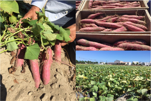 Naruto Kintoki Caramel-A 鳴門金時キャラメル A | chocolatierm